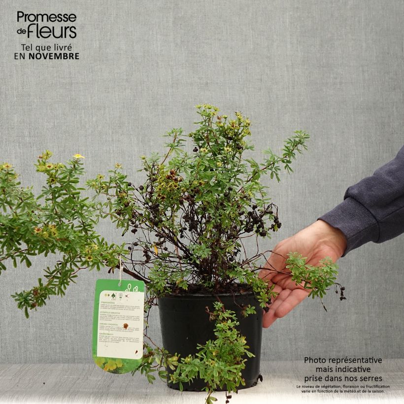 Przykładowy wygląd Potentilla fruticosa Tangerine Doniczka 2L/3L w momencie dostawy jesienią
