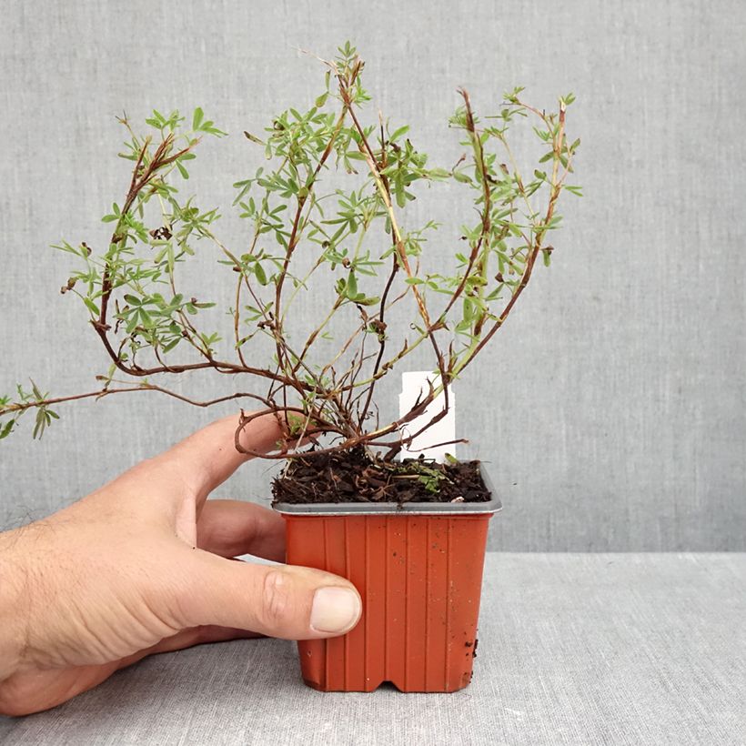 Przykładowy wygląd Potentilla fruticosa Tangerine Doniczka 8/9 cm w momencie dostawy jesienią