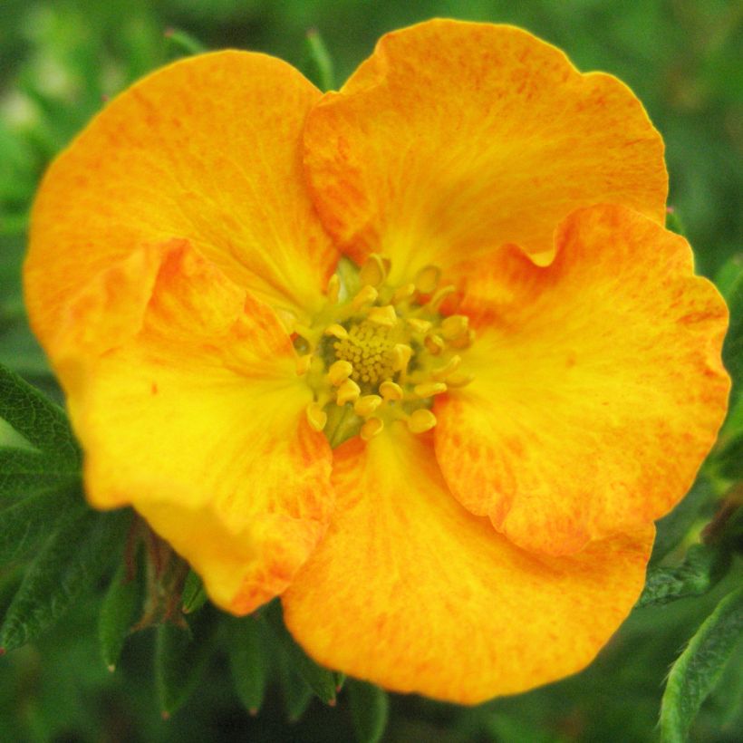 Potentilla fruticosa Tangerine (Kwitnienie)