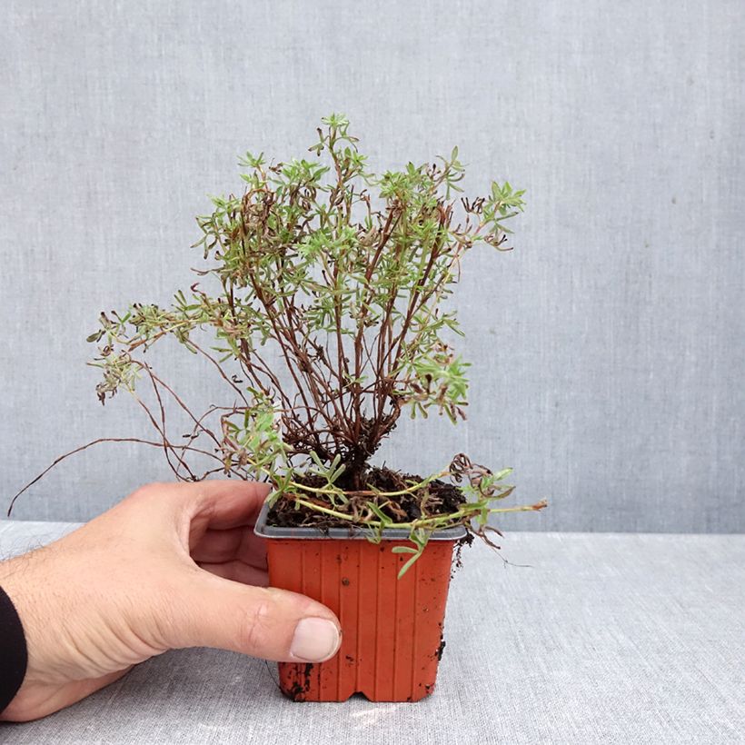 Przykładowy wygląd Potentilla fruticosa Hopley's Orange Doniczka 8/9 cm w momencie dostawy jesienią
