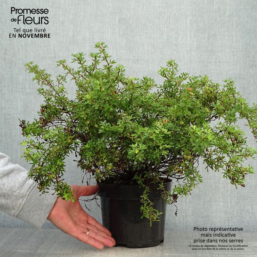 Przykładowy wygląd Potentilla fruticosa Hopley's Orange Doniczka 3L/4L w momencie dostawy jesienią