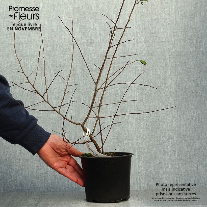 Przykładowy wygląd Śliwa tarnina - Prunus spinosa Doniczka 2L/3L w momencie dostawy jesienią