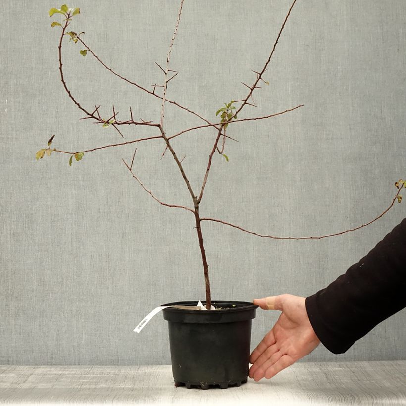 Przykładowy wygląd Śliwa tarnina - Prunus spinosa Doniczka 3L/4L w momencie dostawy jesienią