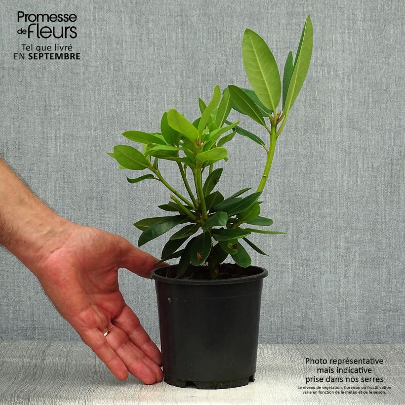 Przykładowy wygląd Różanecznik Grandiflorum Doniczka 12 cm / 13 cm w momencie dostawy jesienią