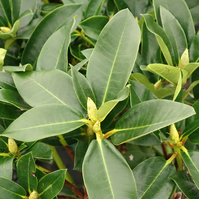 Różanecznik Markeeta's (Ulistnienie)