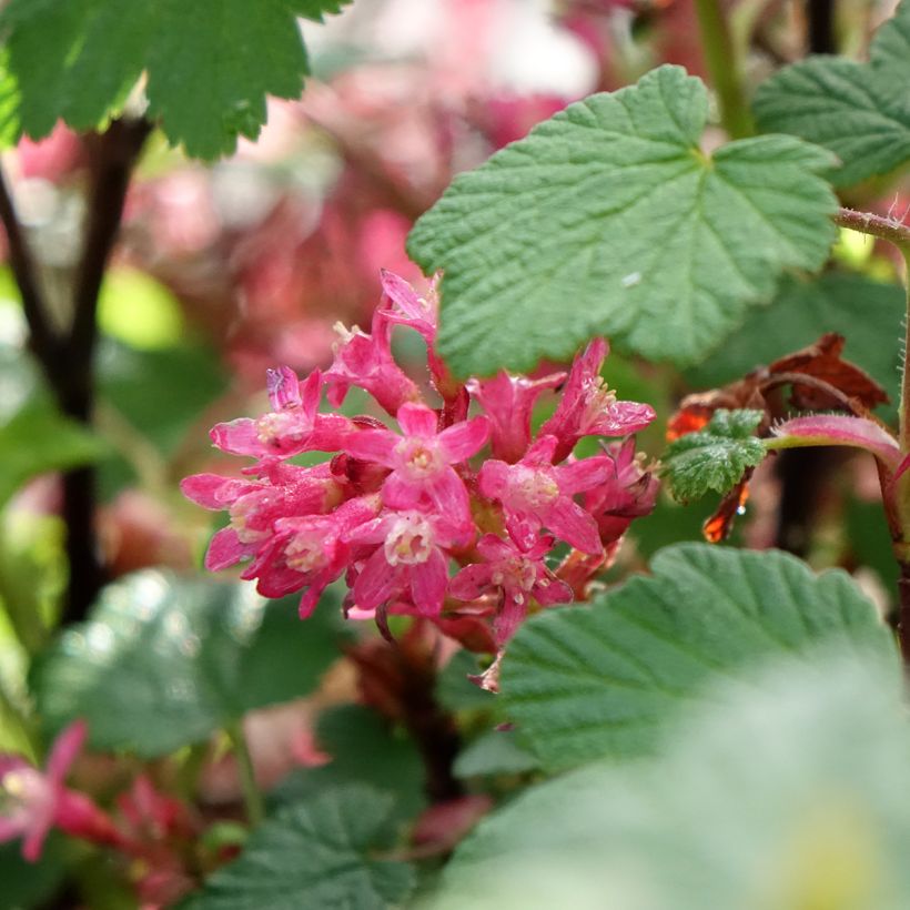 Porzeczka krwista Johannie PinkPomp (Kwitnienie)