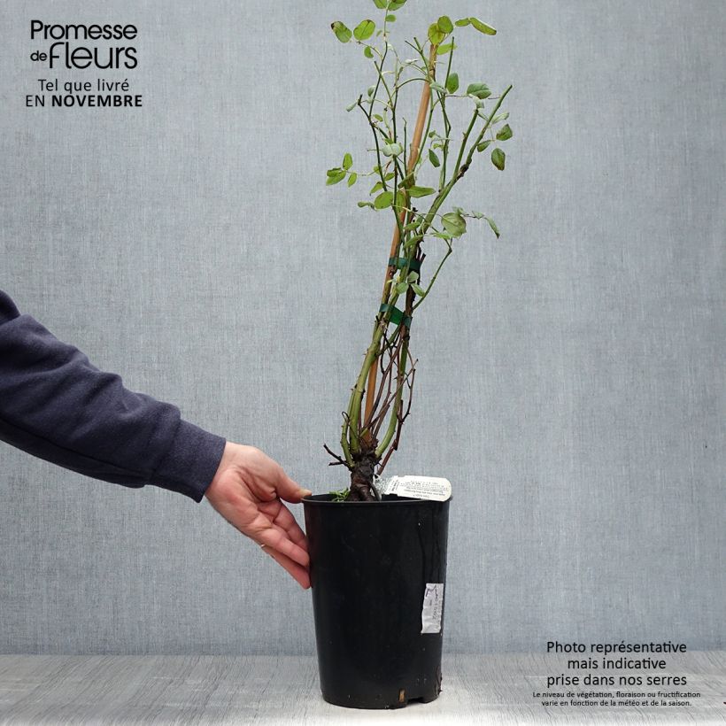 Przykładowy wygląd Róża angielska Claire Austin Doniczka 4L/5L w momencie dostawy jesienią