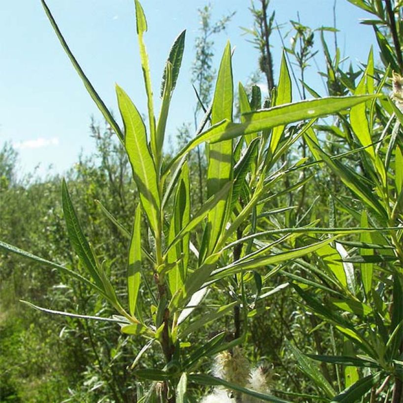 Salix viminalis - Wierzba wiciowa (Ulistnienie)