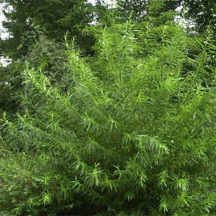 Salix viminalis - Wierzba wiciowa (Pokrój rośliny)