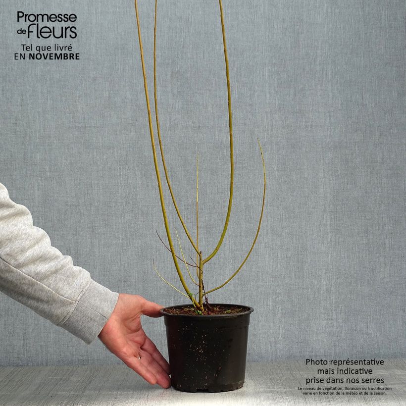 Przykładowy wygląd Salix viminalis - Wierzba wiciowa Doniczka 1,5L/2L w momencie dostawy jesienią