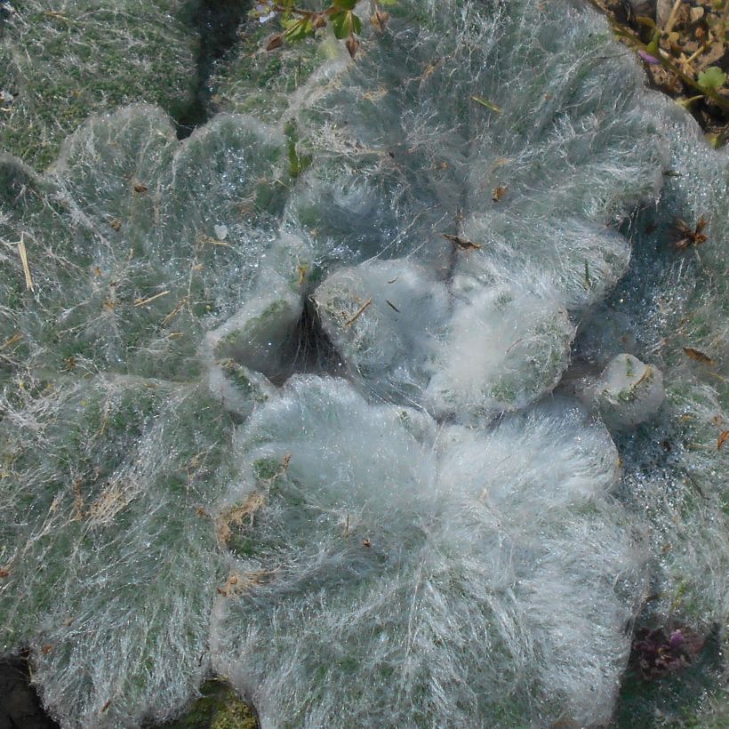 Szałwia srebrzysta - Salvia argentea (Ulistnienie)