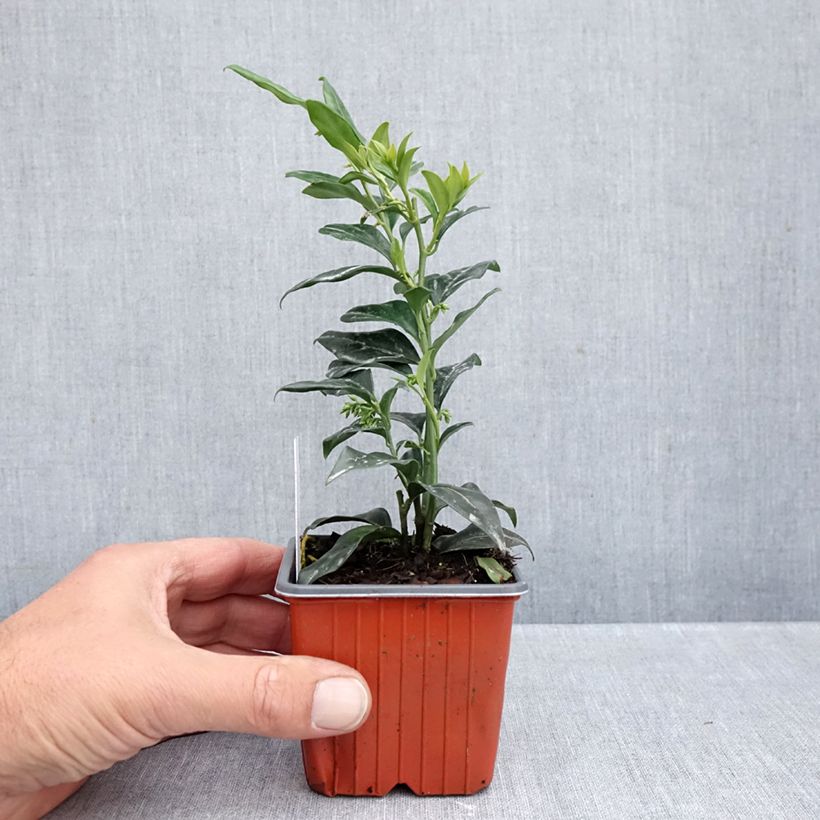 Przykładowy wygląd Sarcococca confusa Doniczka 8/9 cm w momencie dostawy jesienią