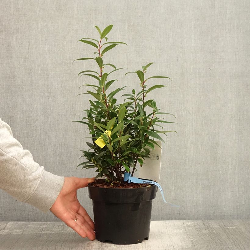 Przykładowy wygląd Sarcococca hookeriana Purple Gem Doniczka 3L/4L w momencie dostawy jesienią