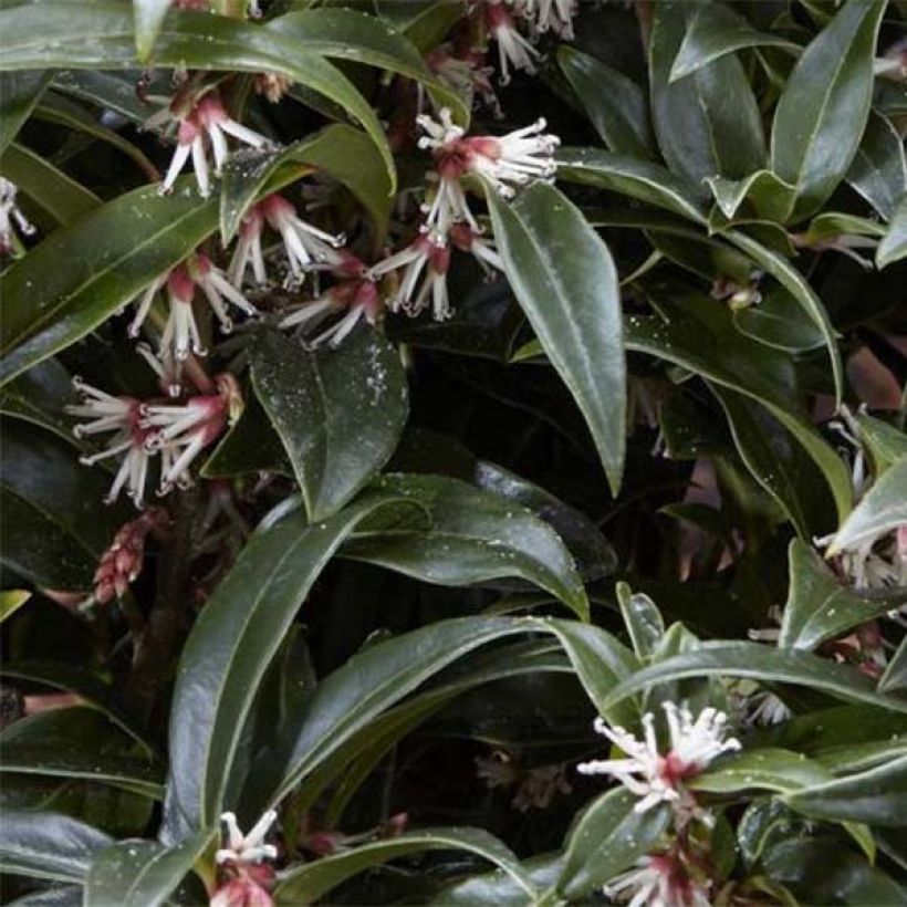 Sarcococca Winter Gem (Ulistnienie)