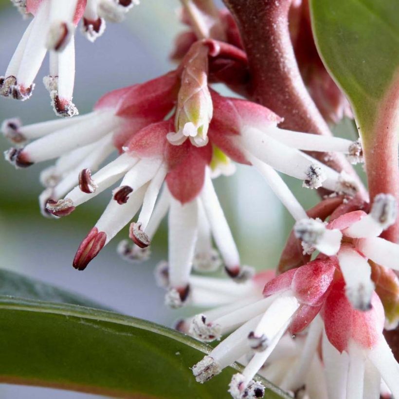 Sarcococca Winter Gem (Kwitnienie)