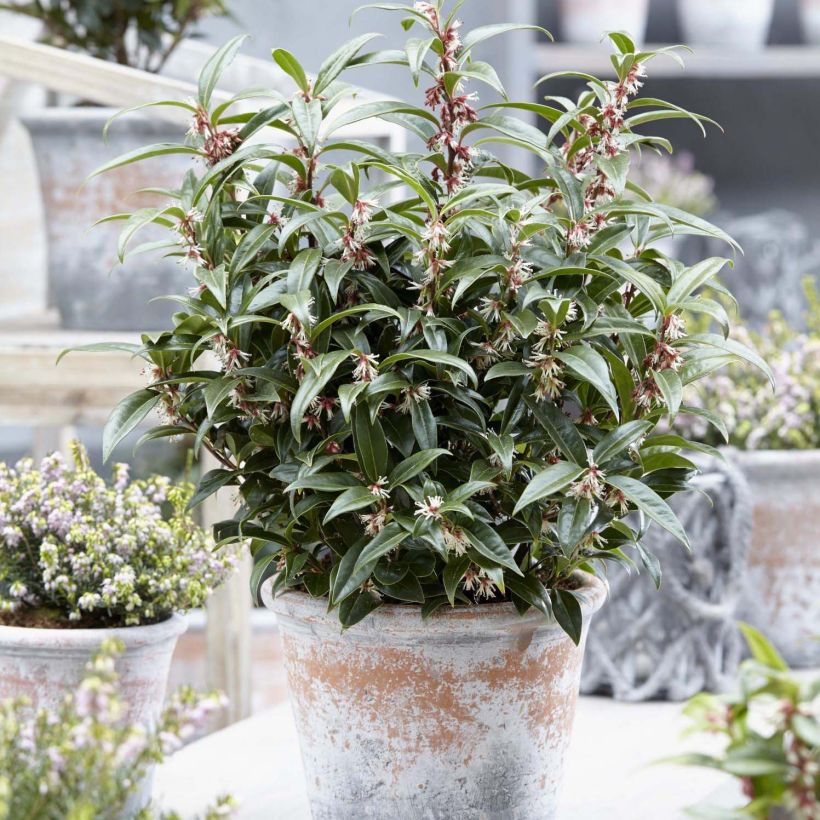 Sarcococca Winter Gem (Pokrój rośliny)