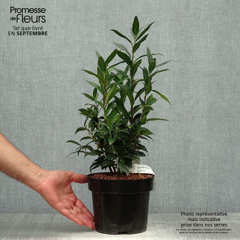 Przykładowy wygląd Sarcococca Winter Gem Doniczka 2L/3L w momencie dostawy jesienią