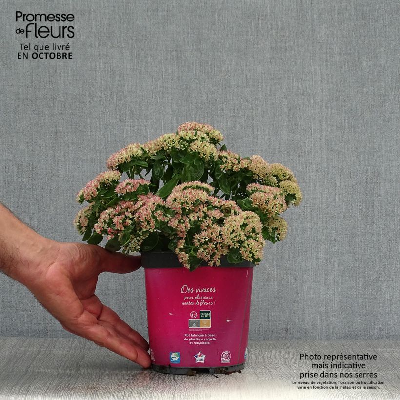 Przykładowy wygląd Rozchodnik Herbstfreude = Autumn Joy Doniczka 2L/3L w momencie dostawy jesienią