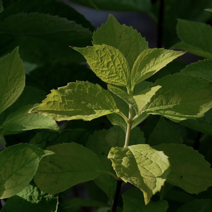 Philadelphus Aureus - Jaśminowiec wonny (Ulistnienie)