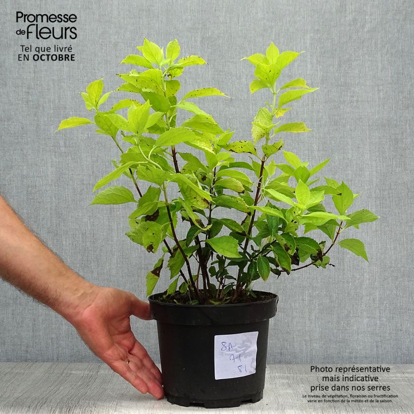 Przykładowy wygląd Philadelphus Aureus - Jaśminowiec wonny Doniczka 2L/3L w momencie dostawy jesienią