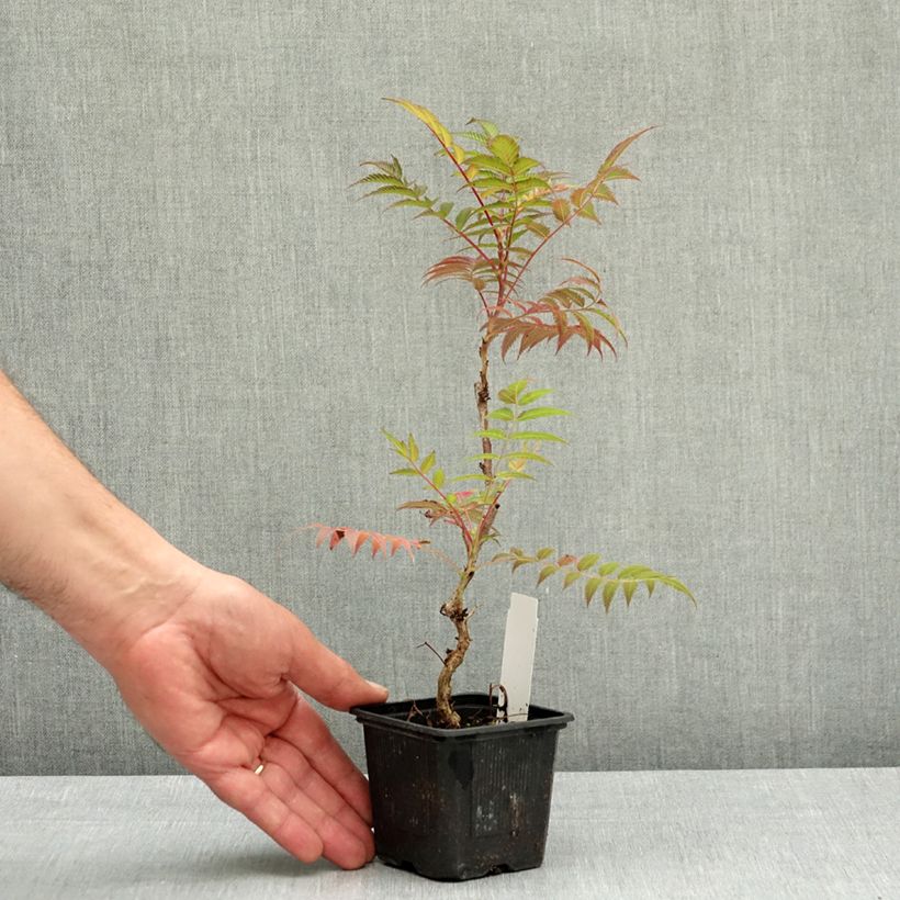 Przykładowy wygląd Tawlina jarzębolistna Sem - Sorbaria sorbifolia Doniczka 8/9 cm w momencie dostawy wiosną