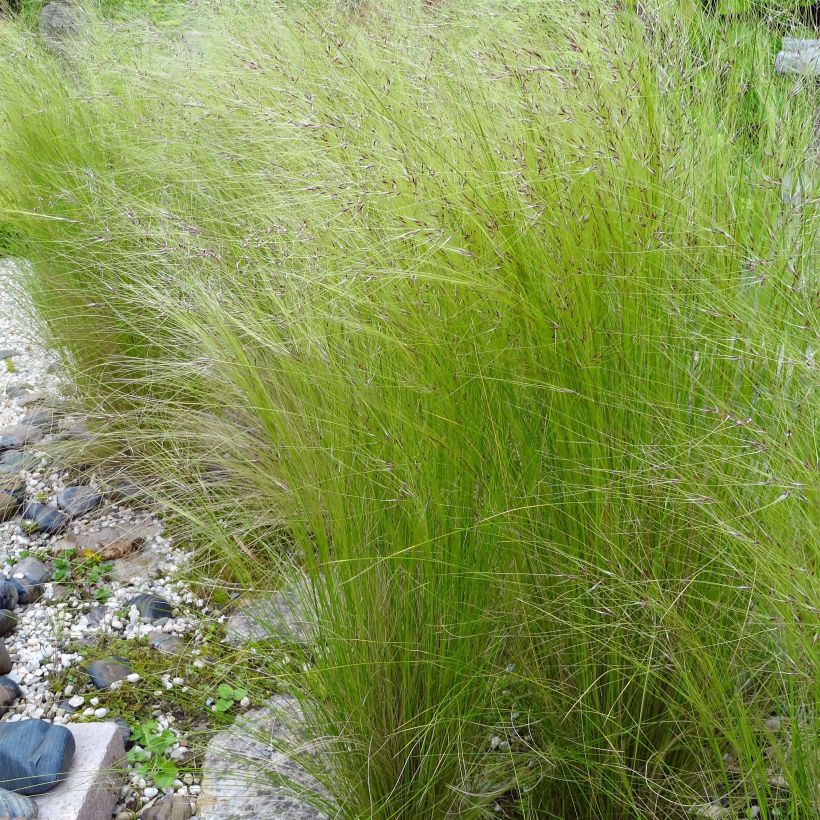 Ostnica cieniutka - Stipa tenuifolia (Kwitnienie)