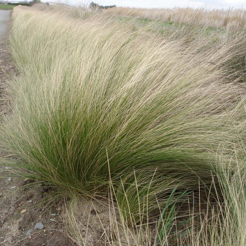 Ostnica cieniutka - Stipa tenuifolia (Plant habit)