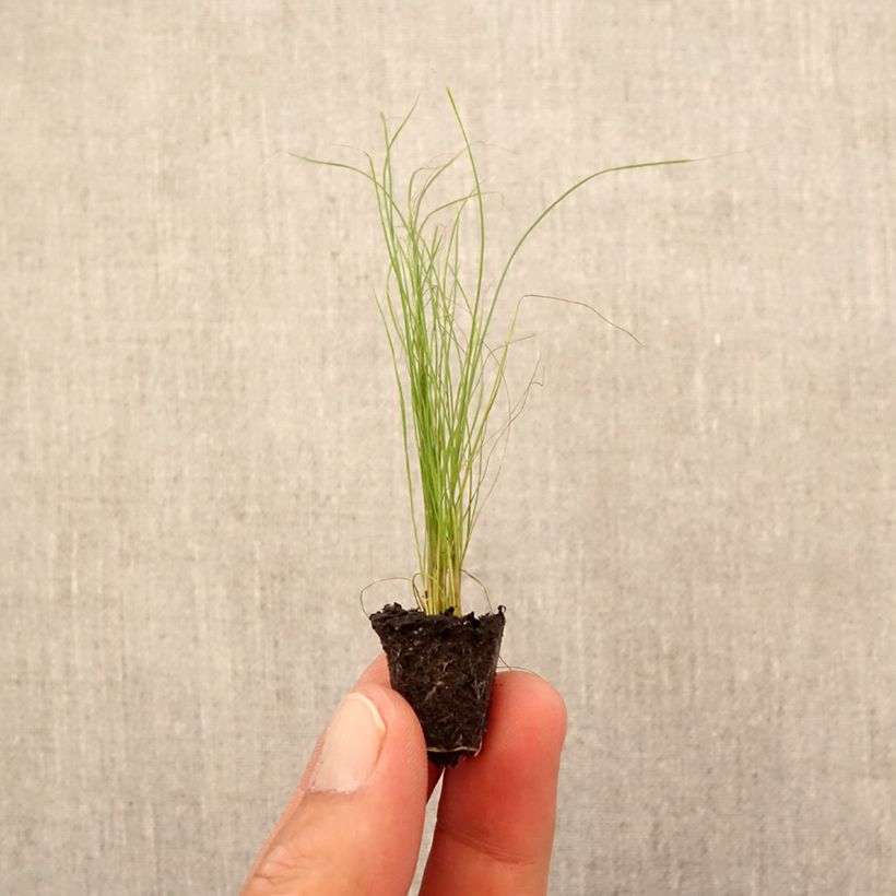Przykładowy wygląd Ostnica cieniutka - Stipa tenuifolia Mini-koreczki Ø 1,5/2,5 cm w momencie dostawy jesienią