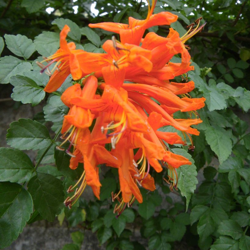 Tecoma capensis - Tekoma przylądkowa (Kwitnienie)