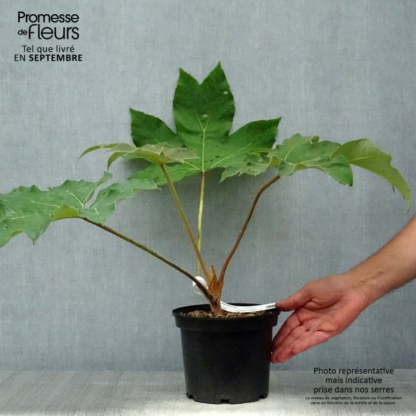 Przykładowy wygląd Tetrapanax papyrifera Rex - Drzewo papierowe Doniczka 3L/4L w momencie dostawy jesienią