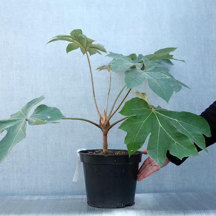 Przykładowy wygląd Tetrapanax papyrifera Rex - Drzewo papierowe Doniczka 6L/7L w momencie dostawy jesienią