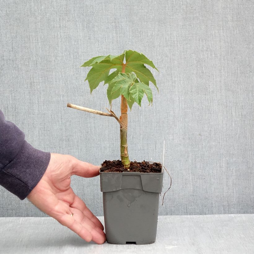 Przykładowy wygląd Tetrapanax papyrifera Rex - Drzewo papierowe Doniczka 10 cm/11 cm w momencie dostawy jesienią
