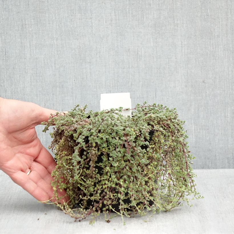Przykładowy wygląd Macierzanka wełnista - Thymus pseudolanuginosus Doniczka 2L/3L w momencie dostawy jesienią