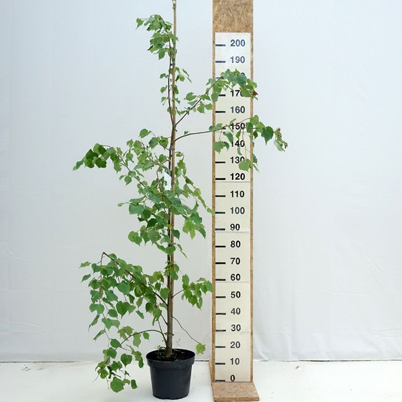 Przykładowy wygląd Lipa drobnolistna - Tilia cordata Doniczka 7,5L/10L w momencie dostawy latem