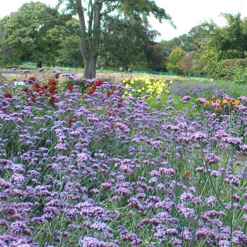 Werbena patagońska - Verbena bonariensis (Kwitnienie)