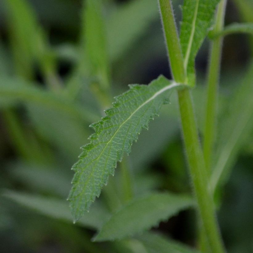 Werbena patagońska - Verbena bonariensis (Ulistnienie)