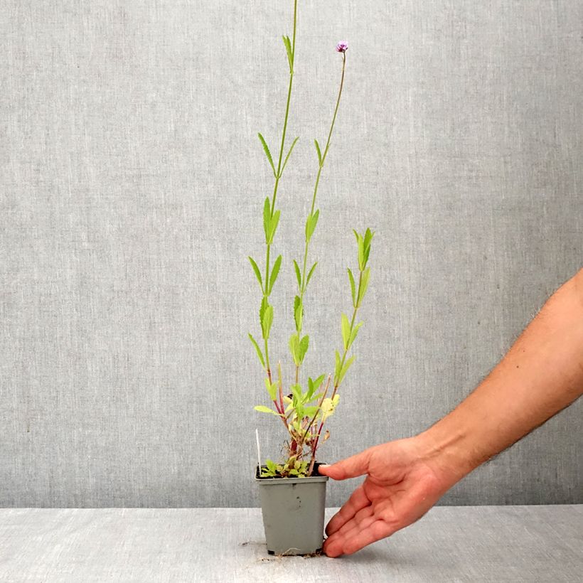 Przykładowy wygląd Werbena patagońska - Verbena bonariensis Doniczka 8/9 cm w momencie dostawy jesienią