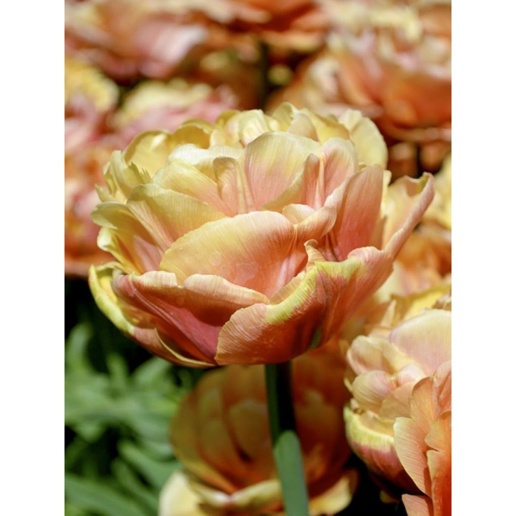 Tulipan Copper Image - Tulipan pełny wczesny