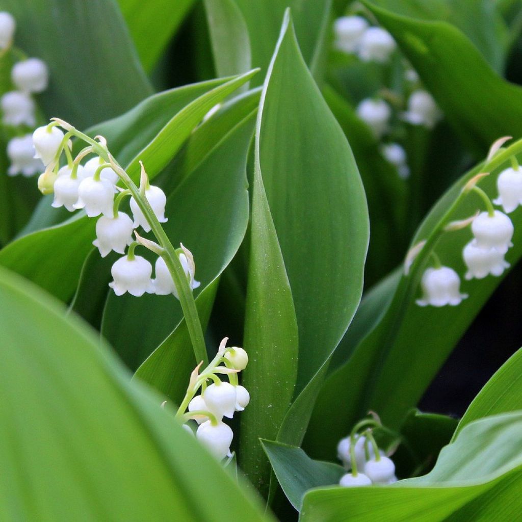 Konwalia majowa - Convallaria majalis