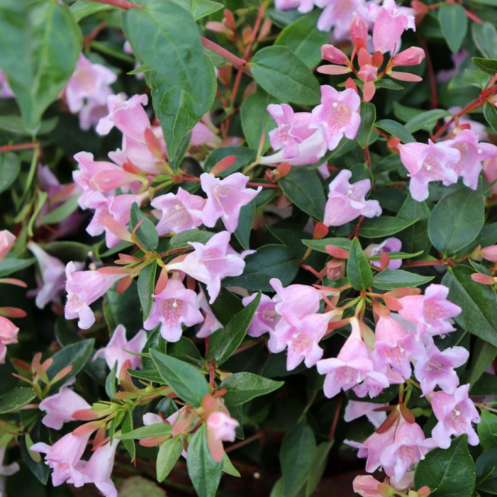 Abelia wielkokwiatowa Edward Goucher
