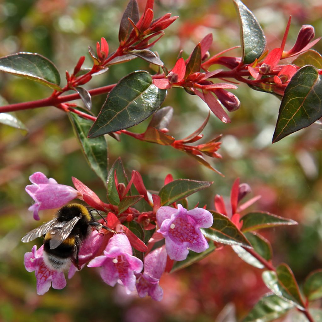 Abelia wielkokwiatowa Edward Goucher