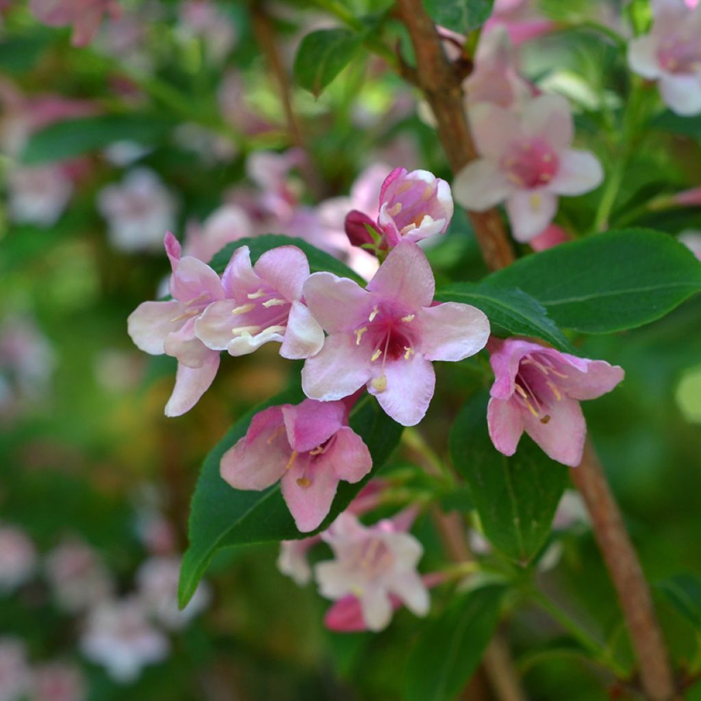 Abelia wielkokwiatowa Edward Goucher