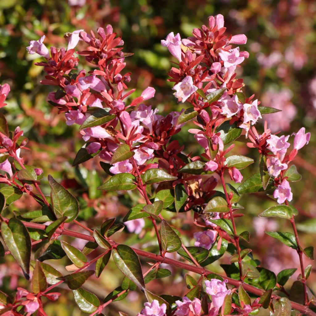 Abelia wielkokwiatowa Edward Goucher