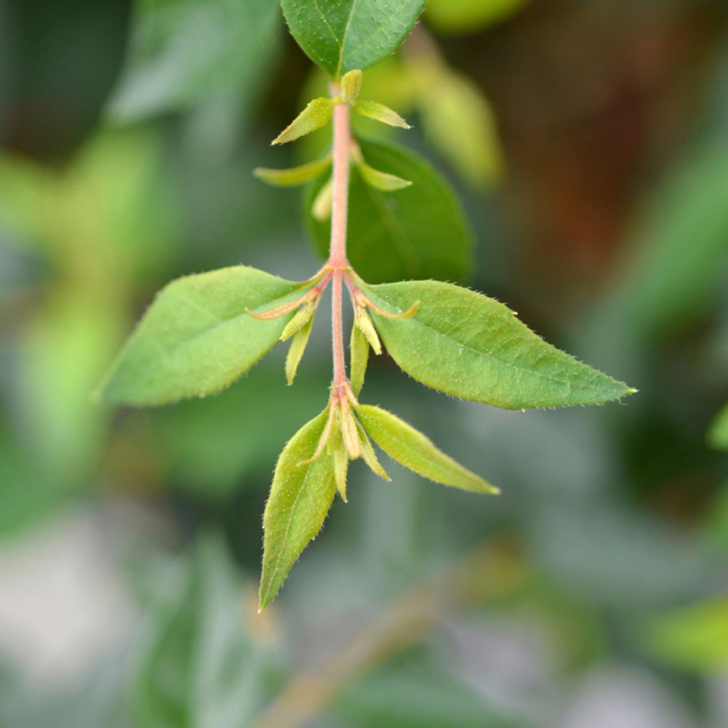 Abelia wielkokwiatowa Edward Goucher