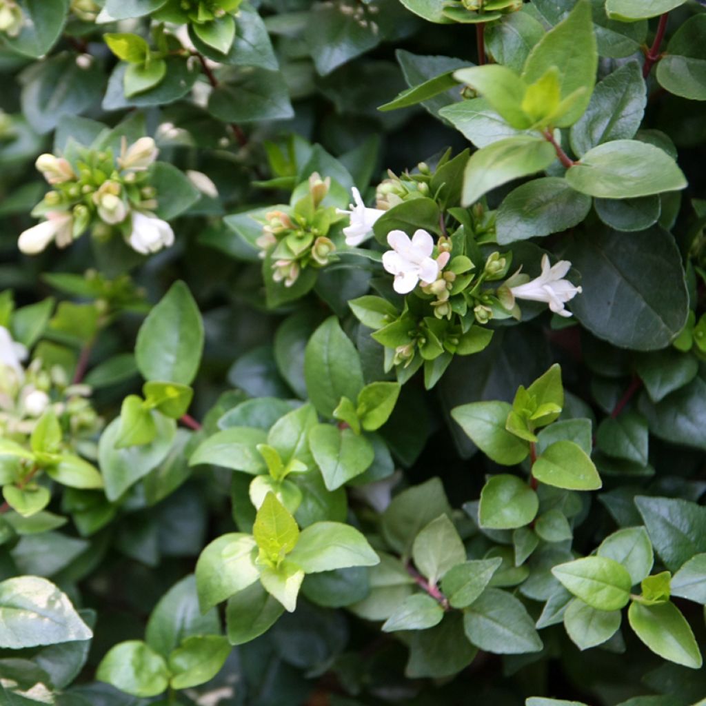 Abelia Little Richard
