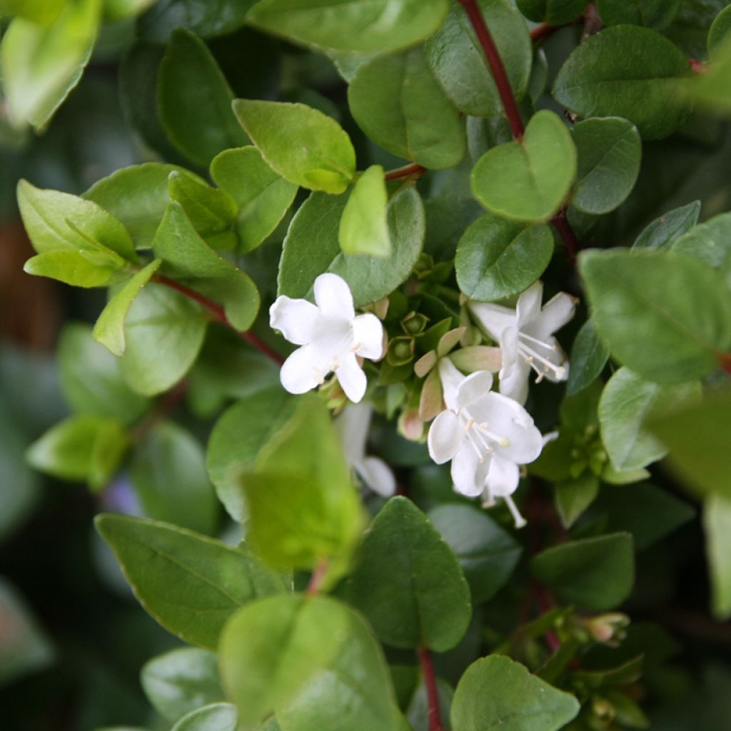 Abelia Little Richard