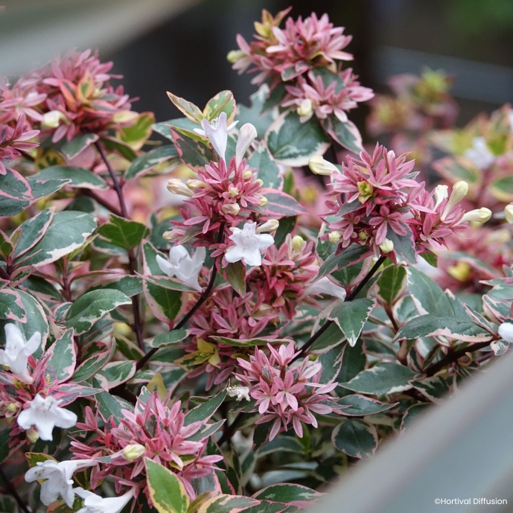 Abelia wielkokwiatowa Psykedelik