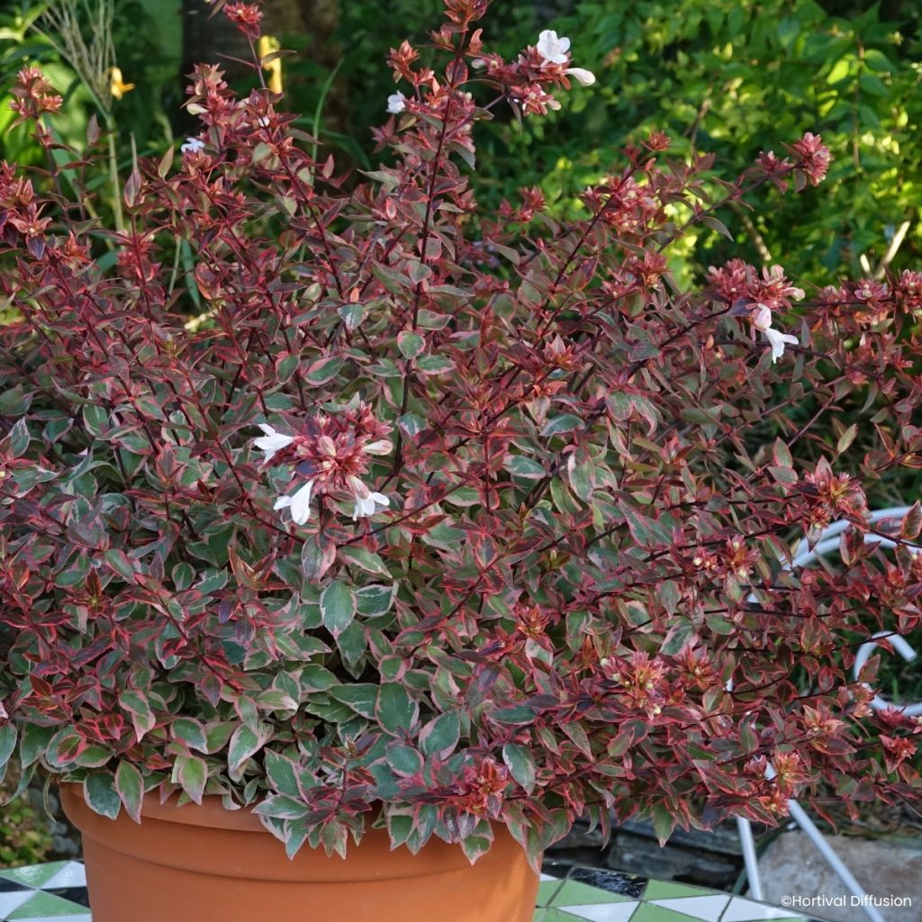 Abelia wielkokwiatowa Psykedelik