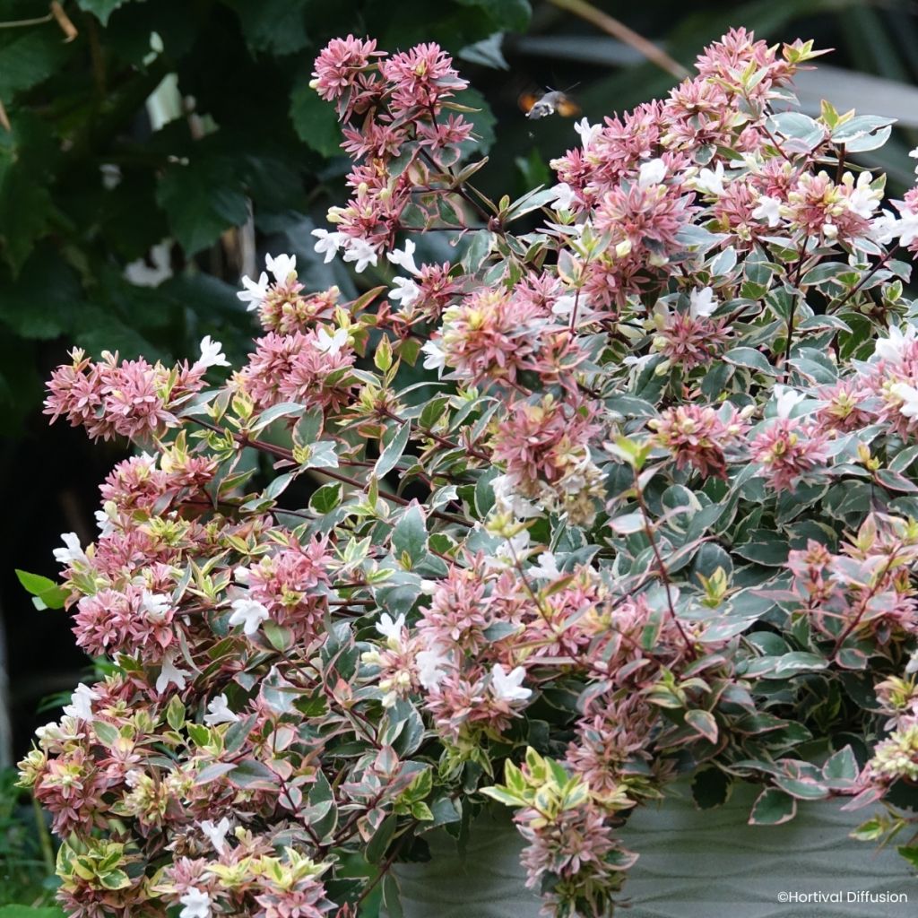 Abelia wielkokwiatowa Psykedelik
