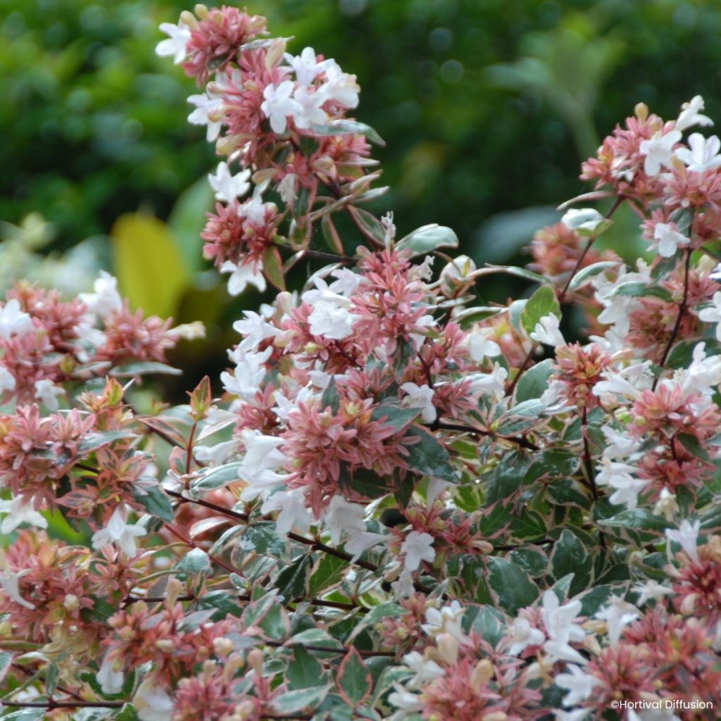 Abelia wielkokwiatowa Psykedelik